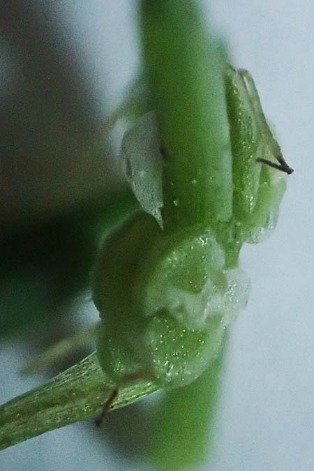 Callitriche platycarpa \ Breitfrchtiger Wasserstern / Various-Leaved Water Starwort, D Heidelberg 12.8.2023