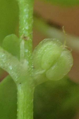 Callitriche stagnalis \ Teich-Wasserstern / Pond Water Starwort, D Bad König 20.7.2024