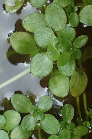 Callitriche stagnalis \ Teich-Wasserstern / Pond Water Starwort, D Bad König 20.7.2024