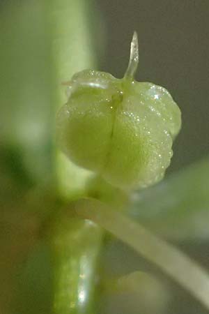 Callitriche stagnalis \ Teich-Wasserstern / Pond Water Starwort, D Bad König 20.7.2024