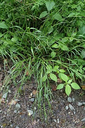 Carex sylvatica \ Wald-Segge / Wood Sedge, D Zwingenberg an der Bergstraße 4.5.2025
