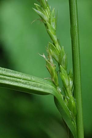 Carex sylvatica \ Wald-Segge / Wood Sedge, D Zwingenberg an der Bergstraße 4.5.2025