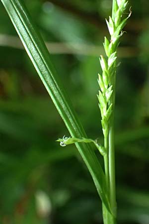 Carex sylvatica \ Wald-Segge / Wood Sedge, D Zwingenberg an der Bergstraße 4.5.2025