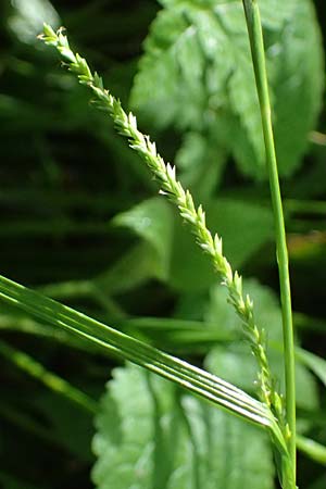 Carex sylvatica \ Wald-Segge / Wood Sedge, D Zwingenberg an der Bergstraße 4.5.2025