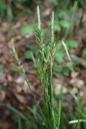 Carex sylvatica \ Wald-Segge / Wood Sedge, D Zwingenberg an der Bergstraße 4.5.2025