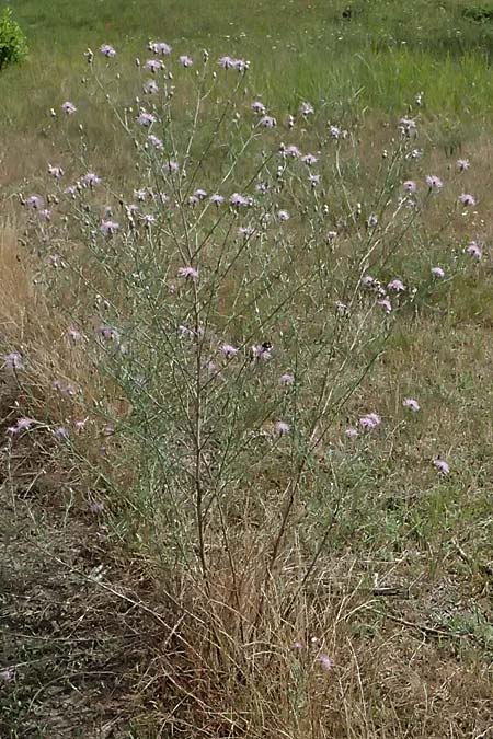 Centaurea stoebe, Canadian Fleabane Centaurea stoebe, Canadian Fleabane
