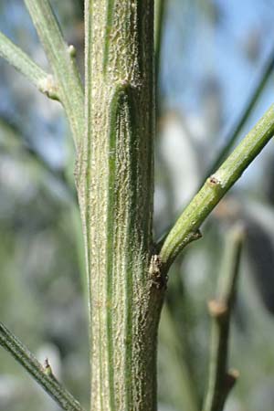 Cytisus striatus \ Gesteifter Besen-Ginster / Hairy-Fruited Broom, Portuguese Broom, D Frankfurt Airport 19.7.2025