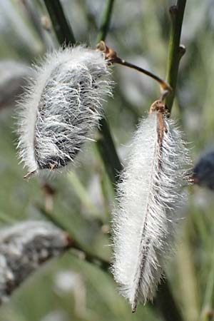 Cytisus striatus \ Gesteifter Besen-Ginster / Hairy-Fruited Broom, Portuguese Broom, D Frankfurt Airport 19.7.2025