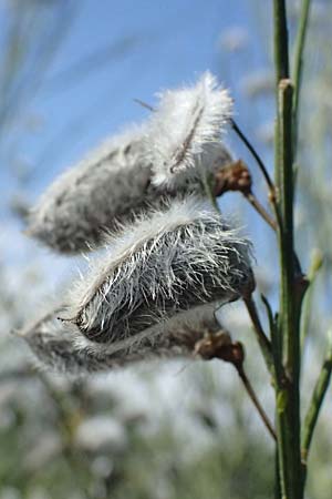 Cytisus striatus \ Gesteifter Besen-Ginster / Hairy-Fruited Broom, Portuguese Broom, D Frankfurt Airport 19.7.2025