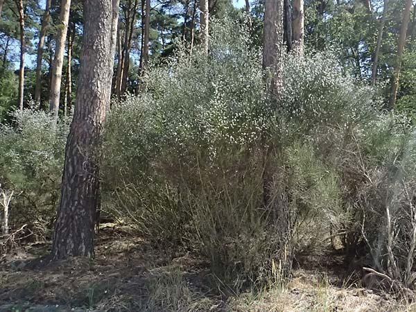 Cytisus striatus \ Gesteifter Besen-Ginster / Hairy-Fruited Broom, Portuguese Broom, D Frankfurt Airport 19.7.2025