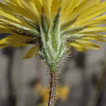 Crepis sancta \ Hasensalat / Holy's Hawk's-Beard, D Worms 28.4.2026