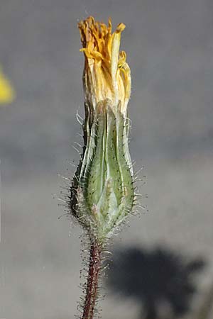 Crepis sancta \ Hasensalat / Holy's Hawk's-Beard, D Worms 28.4.2026