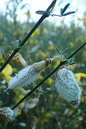 Cytisus striatus \ Gesteifter Besen-Ginster / Hairy-Fruited Broom, Portuguese Broom, D Frankfurt Airport 1.6.2026