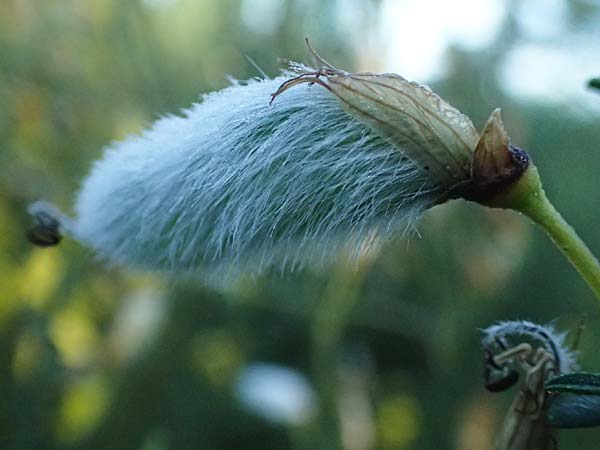 Cytisus striatus \ Gesteifter Besen-Ginster / Hairy-Fruited Broom, Portuguese Broom, D Frankfurt Airport 1.6.2026