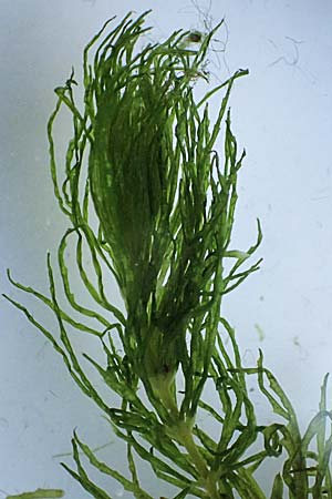 Ceratophyllum demersum \ Raues Hornblatt / Rigid Hornwort, D Pfalz, Speyer 9.8.2026