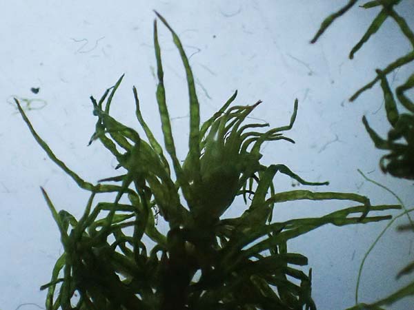 Ceratophyllum demersum \ Raues Hornblatt / Rigid Hornwort, D Pfalz, Speyer 9.8.2026