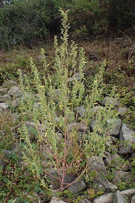 Chenopodium strictum \ Streifen-G�nsefu� / Striped Goosefoot, Lateflowering Goosefoot, D Mannheim 14.9.2026
