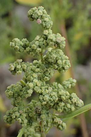 Chenopodium strictum \ Streifen-G�nsefu� / Striped Goosefoot, Lateflowering Goosefoot, D Mannheim 14.9.2026