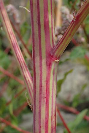 Chenopodium strictum \ Streifen-G�nsefu� / Striped Goosefoot, Lateflowering Goosefoot, D Mannheim 14.9.2026