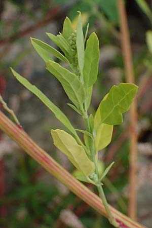 Chenopodium strictum \ Streifen-G�nsefu� / Striped Goosefoot, Lateflowering Goosefoot, D Mannheim 14.9.2026