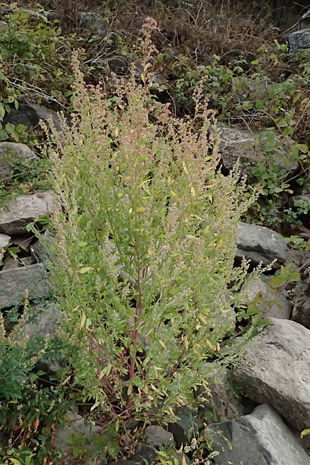 Chenopodium strictum \ Streifen-G�nsefu� / Striped Goosefoot, Lateflowering Goosefoot, D Mannheim 14.9.2026