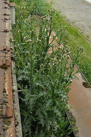 Carduus pycnocephalus \ Knuelkpfige Distel / Plymouth Thistle, D Mannheim 4.5.2024