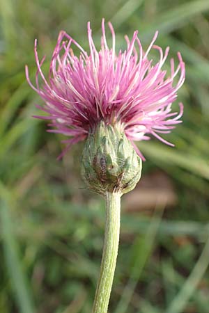 Cirsium tuberosum \ Knollige Kratzdistel, Knollen-Kratzdistel / Tuberous Thistle, D Hanhofen 22.9.2016