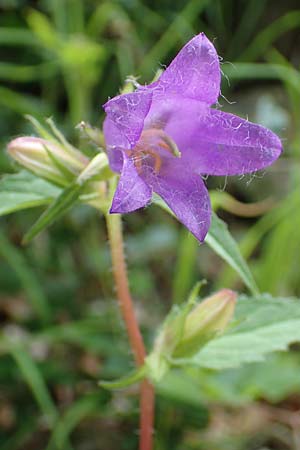 Campanula trachelium \ Nesselblttrige Glockenblume / Nettle-Leaved Bellflower, D Spaichingen 26.6.2018