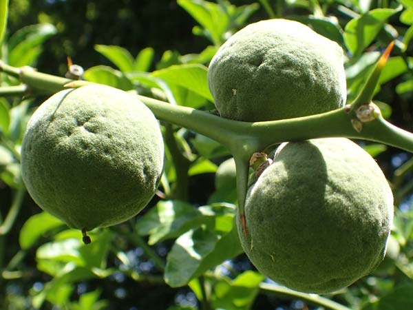 Citrus trifoliata \ Bitterorange, Dreiblatt-Zitrone / Japanese Bitter Orange, Trifoliate Orange, D Weinheim an der Bergstraße, Schlosspark 25.6.2019