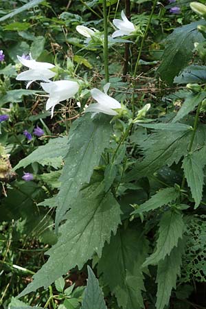 Campanula trachelium \ Nesselblttrige Glockenblume / Nettle-Leaved Bellflower, D Zwingenberg am Neckar 16.8.2021