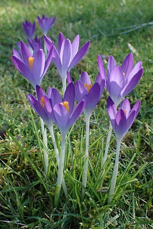 Crocus tommasinianus \ Elfen-Krokus, Dalmatiner Krokus / Woodland Crocus, Tommasini's Crocus, D Mannheim 9.2.2022