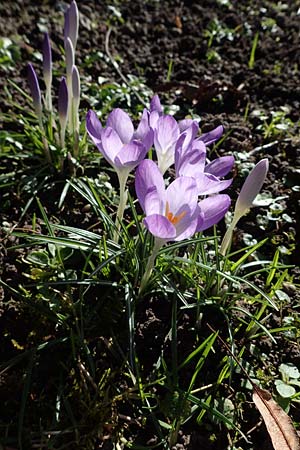 Crocus tommasinianus \ Elfen-Krokus, Dalmatiner Krokus / Woodland Crocus, Tommasini's Crocus, D Mannheim-Rheinau 26.2.2022