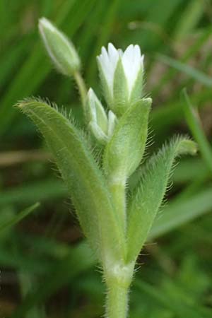 Cerastium tenoreanum \ Tenores Hornkraut / Tenore's Mouse-Ear, D Königsbach-Stein 23.4.2025