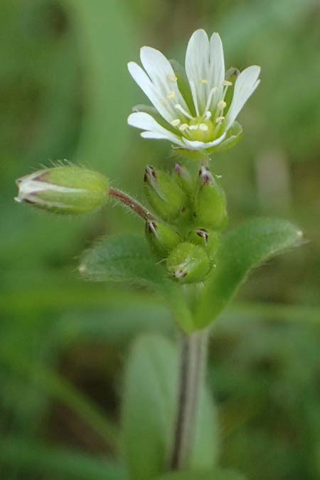 Cerastium tenoreanum \ Tenores Hornkraut / Tenore's Mouse-Ear, D Königsbach-Stein 23.4.2025