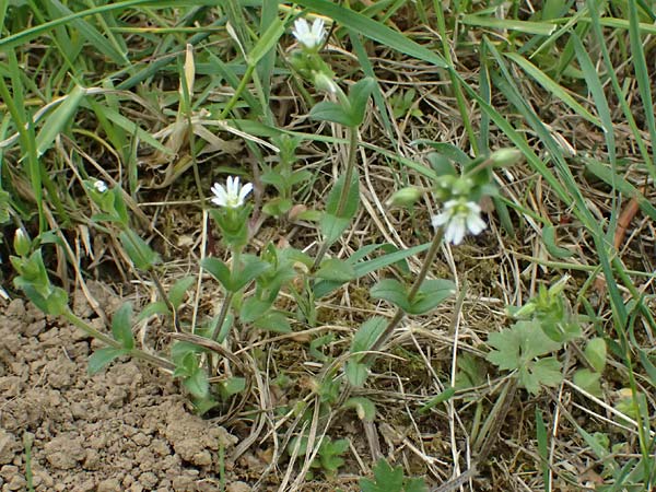 Cerastium tenoreanum \ Tenores Hornkraut / Tenore's Mouse-Ear, D Königsbach-Stein 23.4.2025