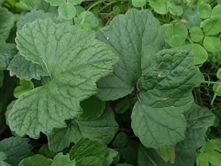 Campanula trachelium \ Nesselblttrige Glockenblume / Nettle-Leaved Bellflower, D Alsbach 3.10.2025