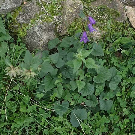 Campanula trachelium \ Nesselblttrige Glockenblume / Nettle-Leaved Bellflower, D Alsbach 3.10.2025