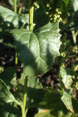 Chenopodium urbicum \ Ruten-Gnsefu, Straen-Gnsefu / City Goosefoot, D Bad Windsheim 8.9.2020