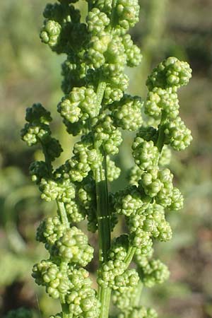 Chenopodium urbicum \ Ruten-Gnsefu, Straen-Gnsefu / City Goosefoot, D Bad Windsheim 8.9.2020