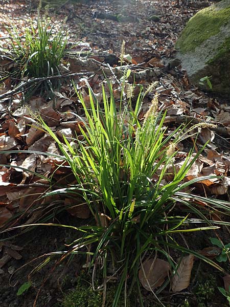 Carex umbrosa \ Schatten-Segge / Umbrosa Sedge, D Zwingenberg an der Bergstraße 15.4.2022