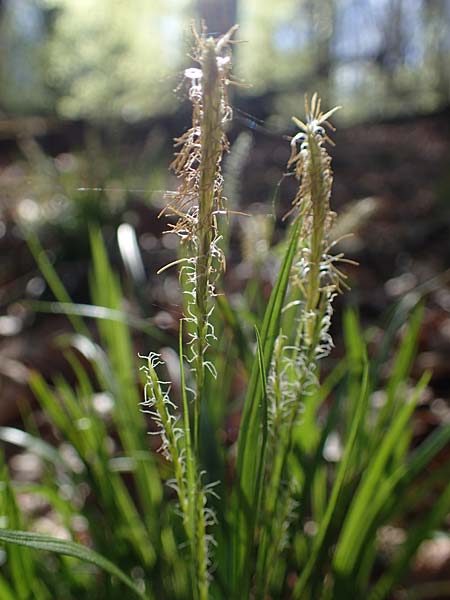 Carex umbrosa \ Schatten-Segge / Umbrosa Sedge, D Zwingenberg an der Bergstraße 15.4.2022