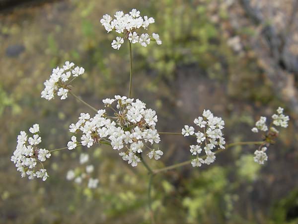 Carum verticillatum \ Quirlblttriger Kmmel, Quirl-Kmmel / Whorled Caraway, D Botan. Gar.  Universit.  Mainz 11.7.2009