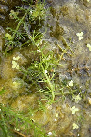 Carum verticillatum \ Quirlblttriger Kmmel, Quirl-Kmmel / Whorled Caraway, D Botan. Gar.  Universit.  Mainz 11.7.2009