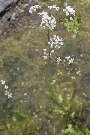 Carum verticillatum \ Quirlblttriger Kmmel, Quirl-Kmmel / Whorled Caraway, D Botan. Gar.  Universit.  Mainz 11.7.2009