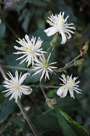 Clematis vitalba \ Gewhnliche Waldrebe / Traveller's Joy, D Karlsruhe 21.7.2015