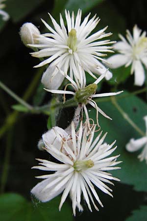 Clematis vitalba \ Gewhnliche Waldrebe / Traveller's Joy, D Karlsruhe 21.7.2015