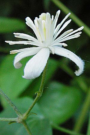 Clematis vitalba \ Gewhnliche Waldrebe / Traveller's Joy, D Karlsruhe 21.7.2015