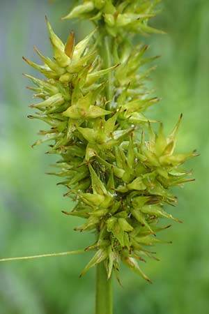 Carex otrubae \ Hain-Segge, Falsche Fuchs-Segge / False Fox Sedge, D Pfronten 9.6.2016
