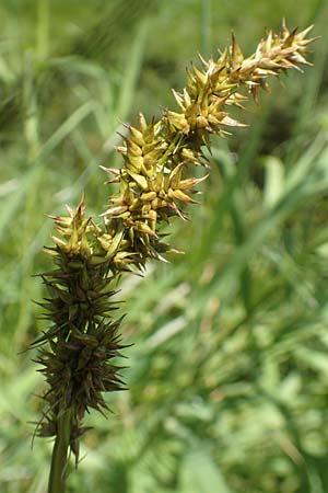 Carex otrubae \ Hain-Segge, Falsche Fuchs-Segge / False Fox Sedge, D Pfronten 28.6.2016