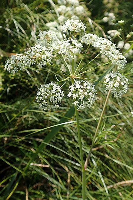 Cicuta virosa \ Wasser-Schierling / Cowbane, Water Hemlock, D Burghaun 30.7.2020